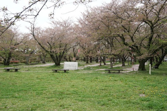 田川市　丸山公園　桜　木